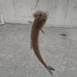 ハマチと呼べるサイズ